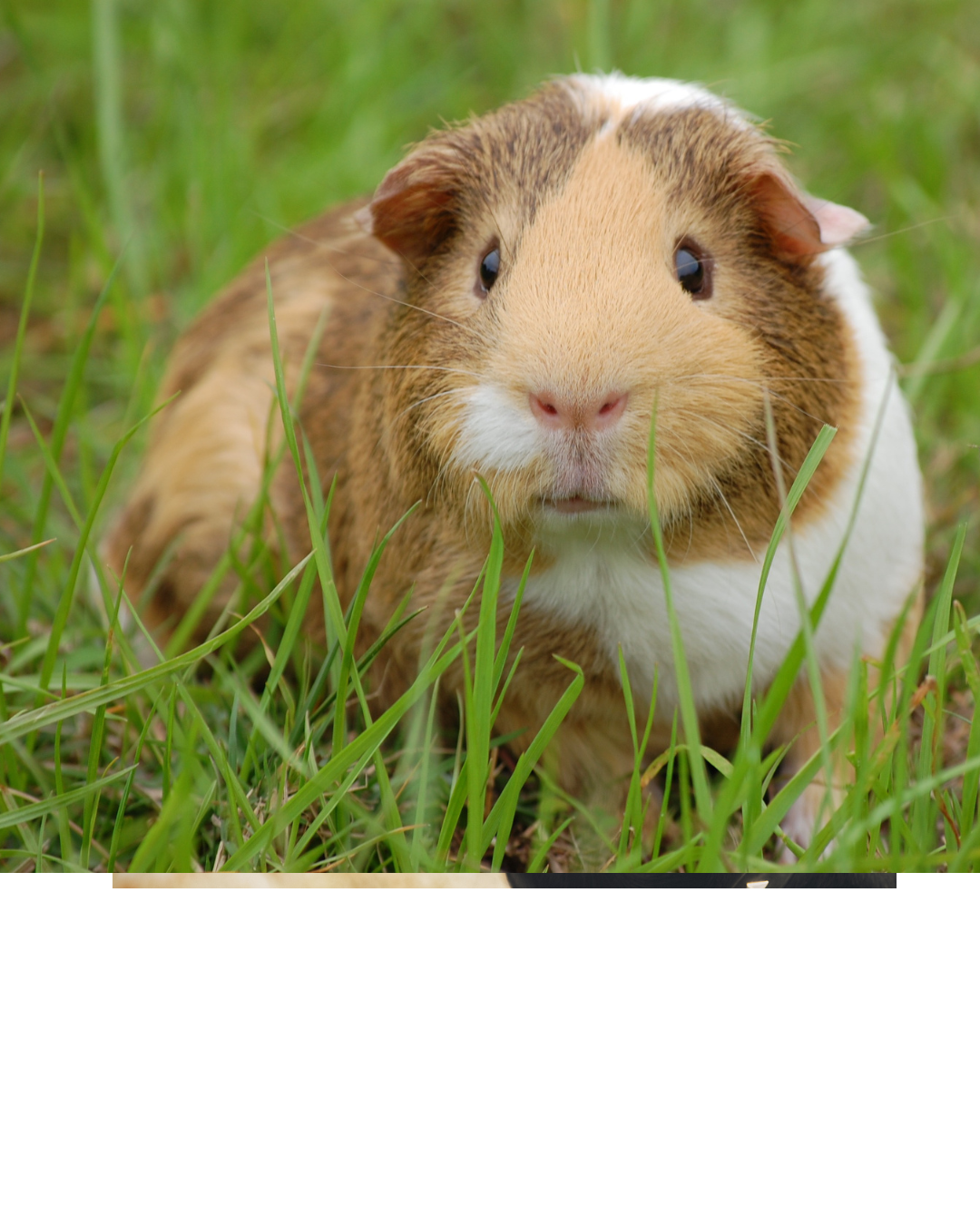 Picture for category Exotics